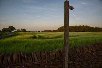 Country signpost This landscape photograph, taken in the Peak District, United Kingdom, shows a rural evening scene featuring a prominent wooden country signpost in the foreground. The image captures the natural beauty of the region with wide fields of green crops, reflecting the agricultural nature of the area in the early summer season. Across the expanse of nature, clear tramlines created by farming machinery are visible, highlighting the agricultural management of the fields. The photograph also includes a traditional stone wall, with a backdrop of gently rolling fields and distant woodland under a softly lit evening sky. This rural area of the Peak District is well known for its picturesque scenery and agricultural significance.